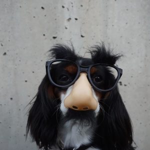 Dog with fake nose